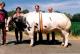 Ilona van de Lafelderberg, arrire grand-mre d\'Amor, Une vache de + de 1000 kg. 